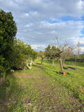 Caminhos da Quinta